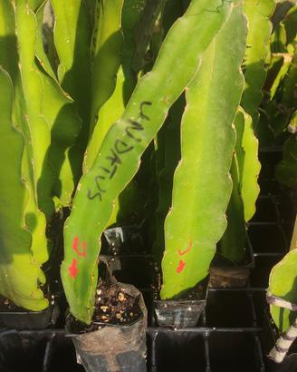 1 pianta radicata pitaya dragon fruit undatus   