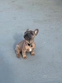 Bulldog francese