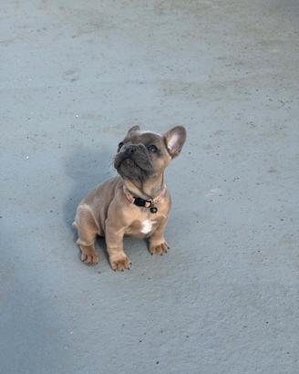 Bulldog francese