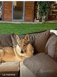 Cuccioli di cane lupo cecoslovacco