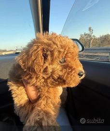 Barboncino mini toy red maschio