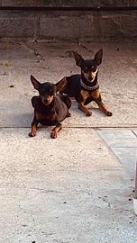 Maschietti di Pincher nero focato