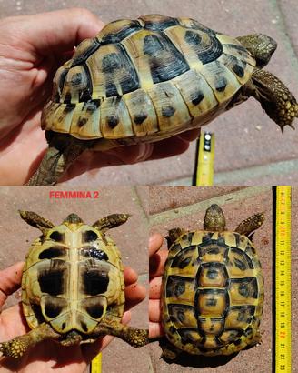 Tartarughe di terra Hermann i Boettgeri