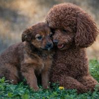 Cucciola femmina due mesi ne mezzo
