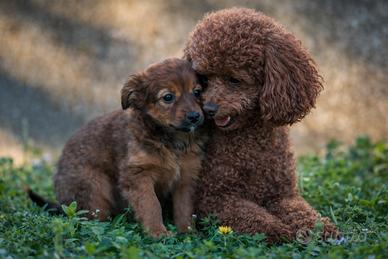 Cucciola femmina due mesi ne mezzo
