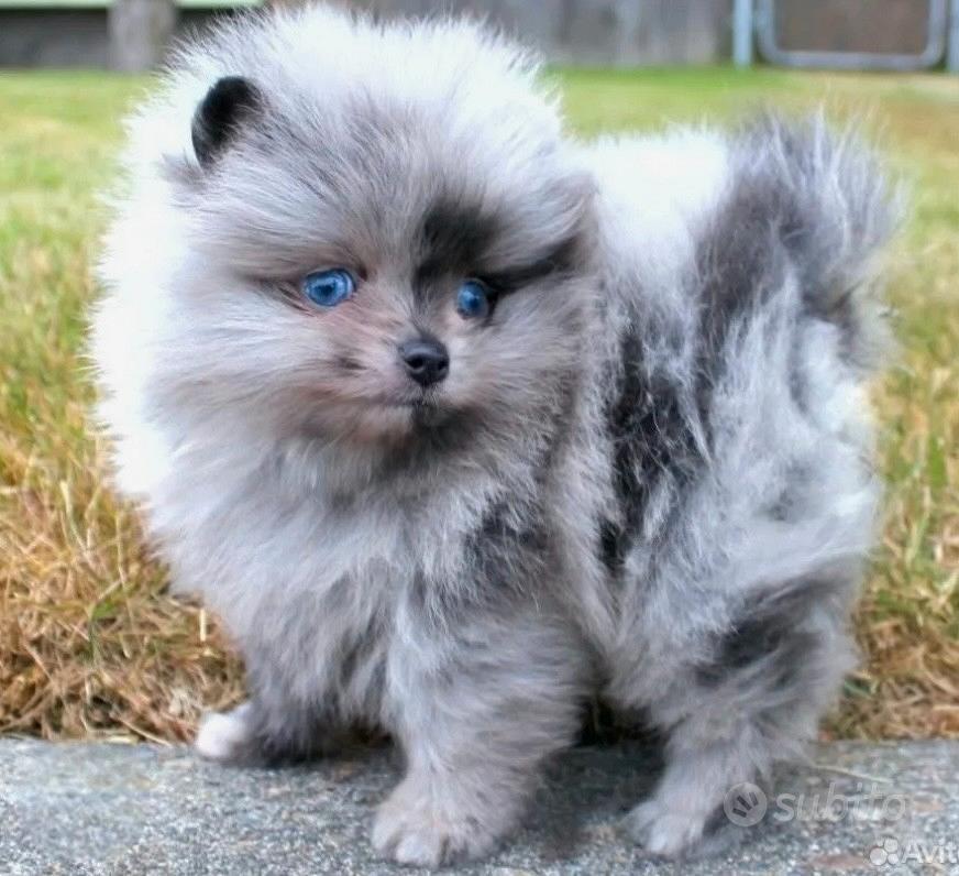 Spitz Pomerania Blu Merle Unico Colore Esclusivo Animali In vendita a Milano