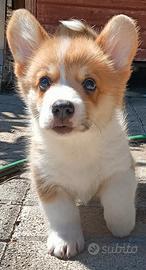 Cuccioli di Welsh Corgi Pembroke