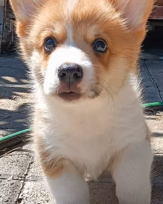Cuccioli di Welsh Corgi Pembroke