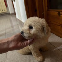 Barboncino piccola taglia