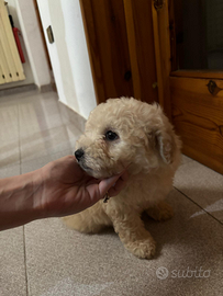Barboncino piccola taglia