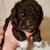 Cuccioli Lagotto romagnolo