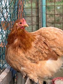 Cocincina nana fulva