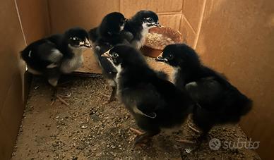 Pulcini Marans