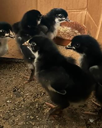 Pulcini Marans