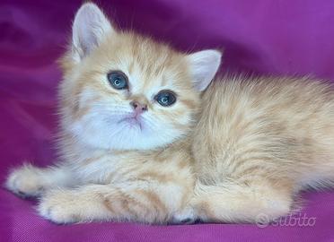 Gatto British Shorthair Golden Tabby