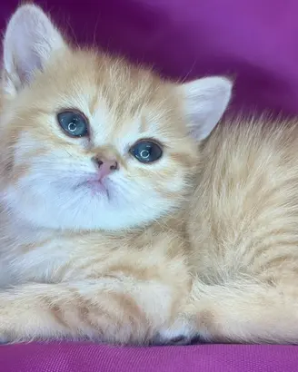 Gatto British Shorthair Golden Tabby