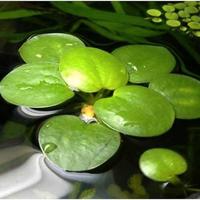 Pianta Galleggiante Tropicale Acquario Vasca Pond