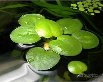 Pianta Galleggiante Tropicale Acquario Vasca Pond