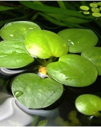 Pianta Galleggiante Tropicale Acquario Vasca Pond