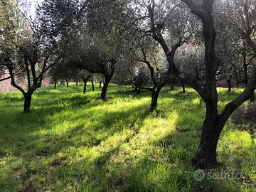 Terreno agricolo (uliveto) in sessa aurunca