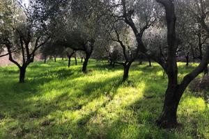 Terreno agricolo (uliveto) in sessa aurunca