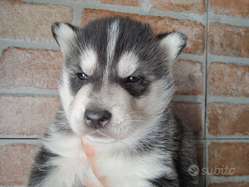 Siberian husky