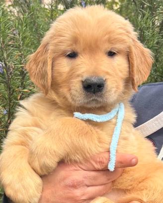 Golden Retriever Americano