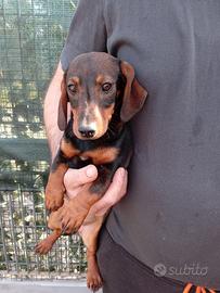 Cucciola bassotto nano