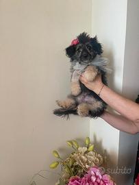 Cucciolo barboncino phantom maschio