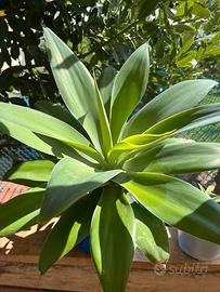 Agave attenuata