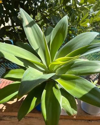 Agave attenuata