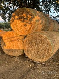 Rotoballe di fieno