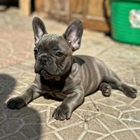 Bulldog francese
