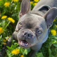 Fidanzata per accoppiamento Lapo