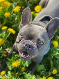 Fidanzata per accoppiamento Lapo