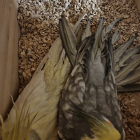 Coppia riproduttiva calopsite