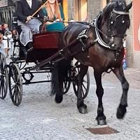 Cavallo frisone castrone