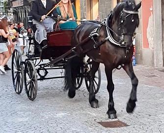 Cavallo frisone castrone