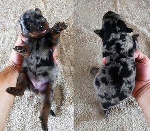 Cucciola BEAUCERON femmina arlecchino