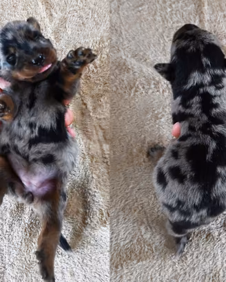 Cucciola BEAUCERON femmina arlecchino