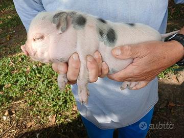 Mini pig femmine