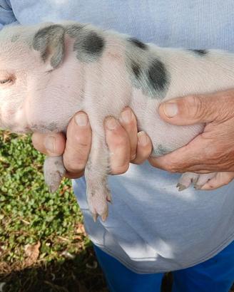 Mini pig femmine