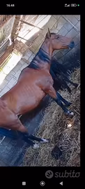 Cavalla