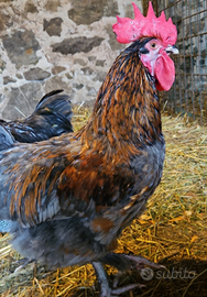 Galline e galli MARANS