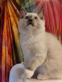 Cucciola Ragdoll