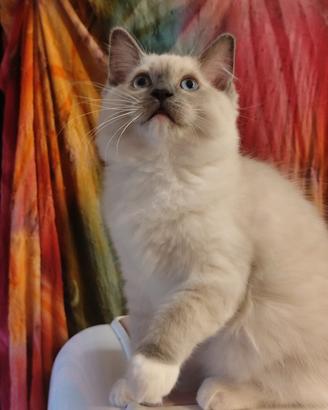 Cucciola Ragdoll