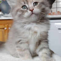 Gattini gattino siberiani siberiano con pedigree