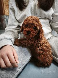 Cuccioli di barboncini toy