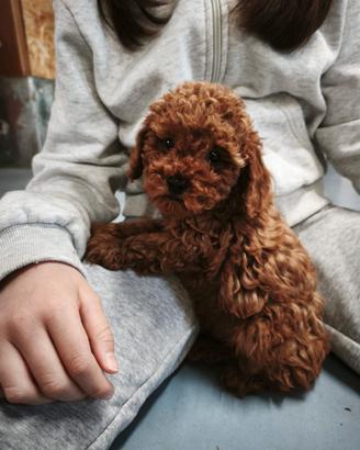Cuccioli di barboncini toy