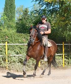 Cavallo PRE